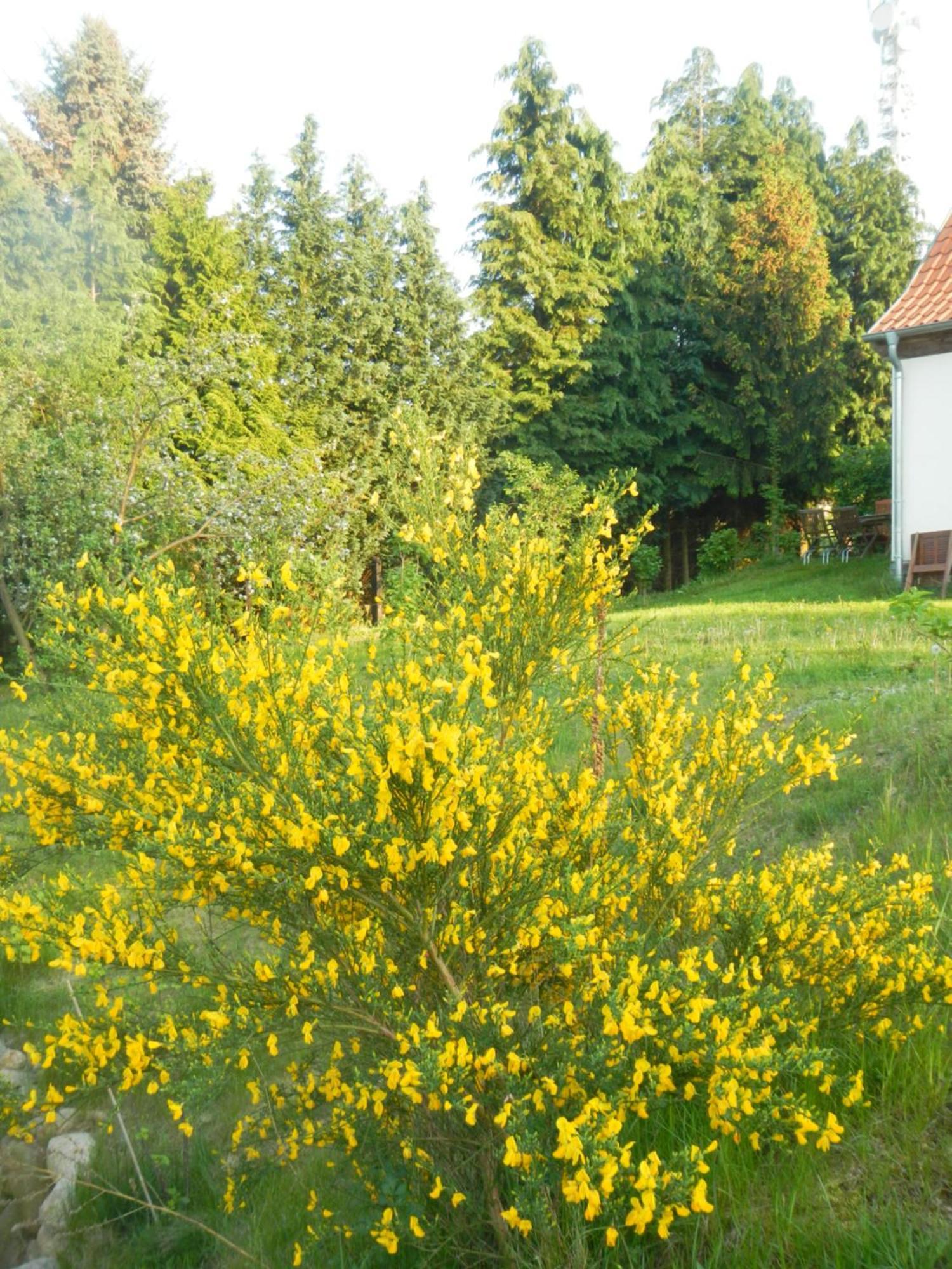 Ferienlandhaus Zempow Exteriör bild
